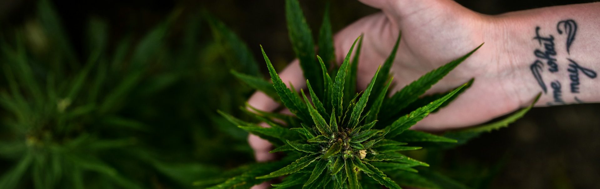 420 Shop with Top Cannabis Picks in the Europe