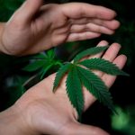 Weed store in Aarhus image_206.jpg