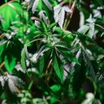 Buy THC cannabis in Belgium image_211.jpg