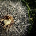 Marijuana delivery in Catania image_218.jpg
