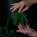 Buy cannabis in London image_254.jpg