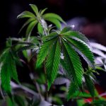 Buy THC marijuana in Ireland image_264.jpg