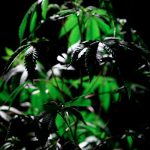 Weed shop in Pozna image_265.jpg