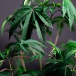 Buy marijuana in Bydgoszcz image_305.jpg