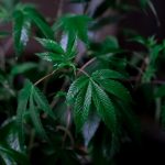 Marijuana store in Zagreb image_317.jpg