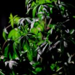 THC vapes delivery in Stockholm image_367.jpg