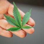 Marijuana shop in Lisbon image_371.jpg