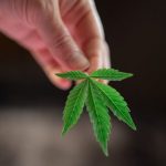 Buy cannabis in Marseille image_373.jpg