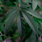 Buy THC cannabis in Milan image_378.jpg