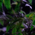 THC vapes delivery in Bilbao image_454.jpg