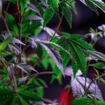 Buy marijuana in Toulouse image_455.jpg