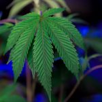 Marijuana shop in Malmo image_525.jpg