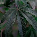 THC vapes delivery in Romania image_527.jpg