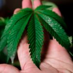 Buy weed in Prague image_528.jpg