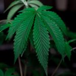 Buy weed in Spain image_529.jpg