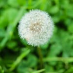 Marijuana store in Bochum image_538.jpg