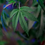 THC weed in Dublin image_563.jpg