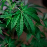 Buy marijuana in Seville image_568.jpg