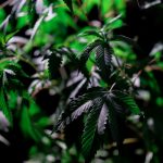 Buy cannabis in Genoa image_569.jpg