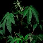 Buy THC vapes in Slovenia image_570.jpg