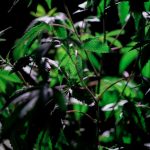 Buy THC marijuana in Slovakia image_603.jpg