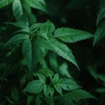 Cannabis delivery in Bialystok image_612.jpg