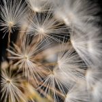 Cannabis store in Varna image_646.jpg