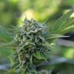 Buy cannabis in Wroclaw image_649.jpg