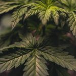 420 store in Nice image_655.jpg