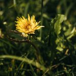 Marijuana store in Monte Carlo image_662.jpg