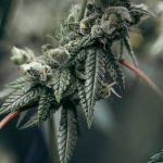 Buy weed in Thessaloniki image_666.jpg