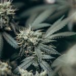 THC vapes delivery in Oslo image_667.jpg