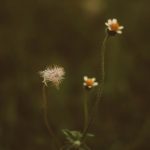 Buy hashish in Zurich image_710.jpg