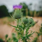 Weed delivery in Luzern image_716.jpg