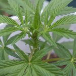 Cannabis store in Marbella image_774.jpg