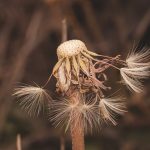 Cannabis delivery in Bulgaria image_792.jpg