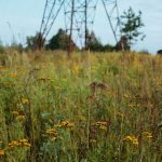 Cannabis shop in Bonn image_806.jpg
