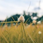 Buy marijuana in Plzen image_824.jpg