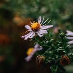 Cannabis store in Cologne image_828.jpg