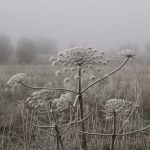 Marijuana delivery in Kosice image_831.jpg