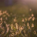 Buy THC marijuana in Milan image_877.jpg