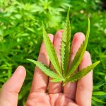 Buy marijuana in Birmingham image_901.jpg