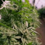 Cannabis shop in Hungary image_925.jpg