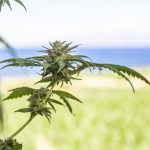 THC weed in Plovdiv images10.jpg