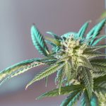 Weed store in Stockholm images11.jpg