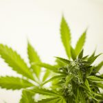 420 store in Lublin images35.jpg