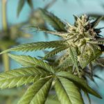 Marijuana delivery in Wuppertal images45.jpg