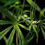 Weed delivery in Barcelona images56.jpg