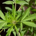 Weed store in Duisburg images65.jpg