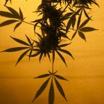 Buy weed in Lodz images69.jpg